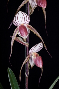 Paphiopedilum Lady Isabel Angel HCC/AOS 79 pts.